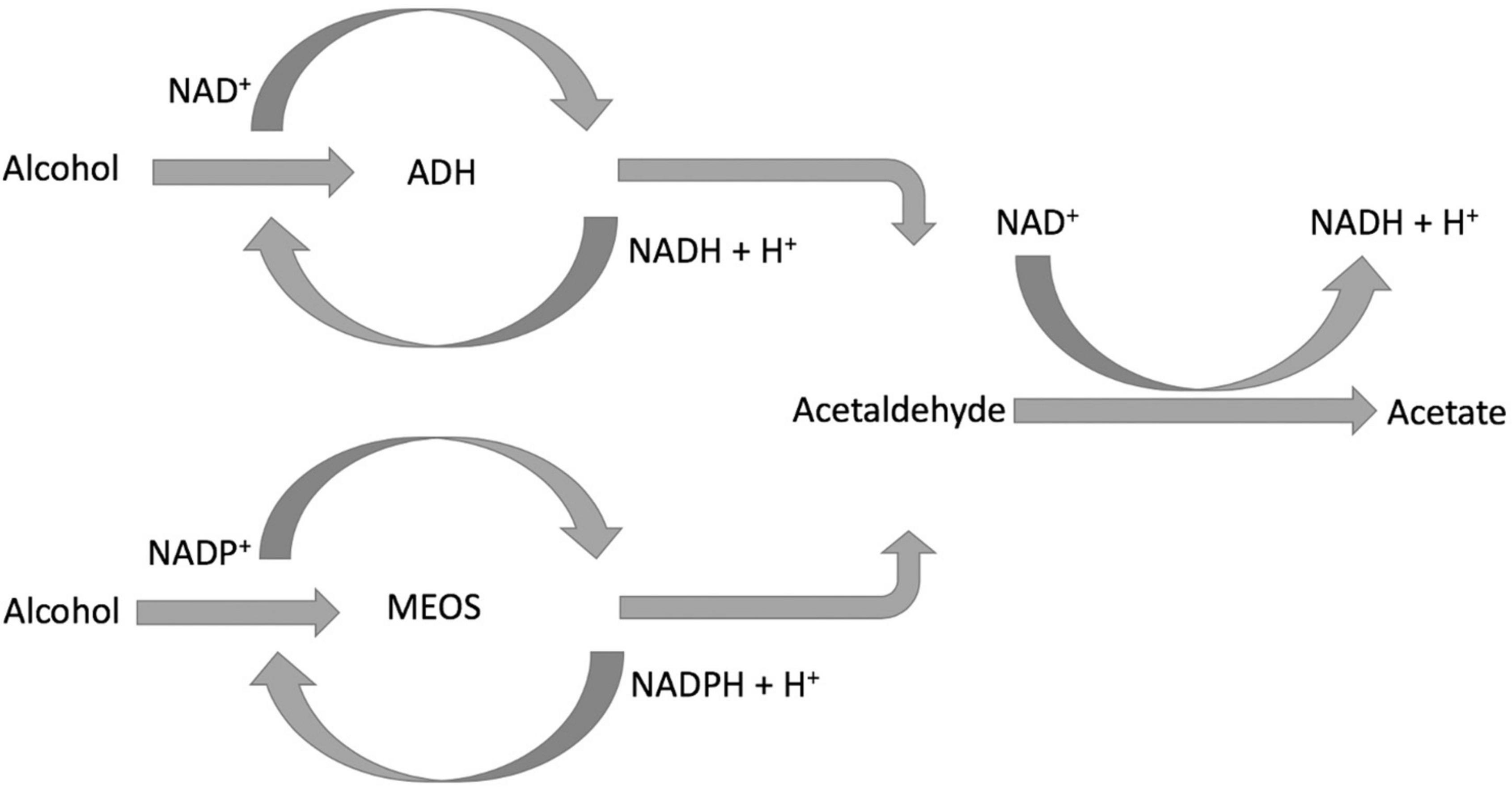 Effects of beer, wine, and baijiu consumption on non-alcoholic fatty liver disease: Potential implications of the flavor compounds in the alcoholic beverages